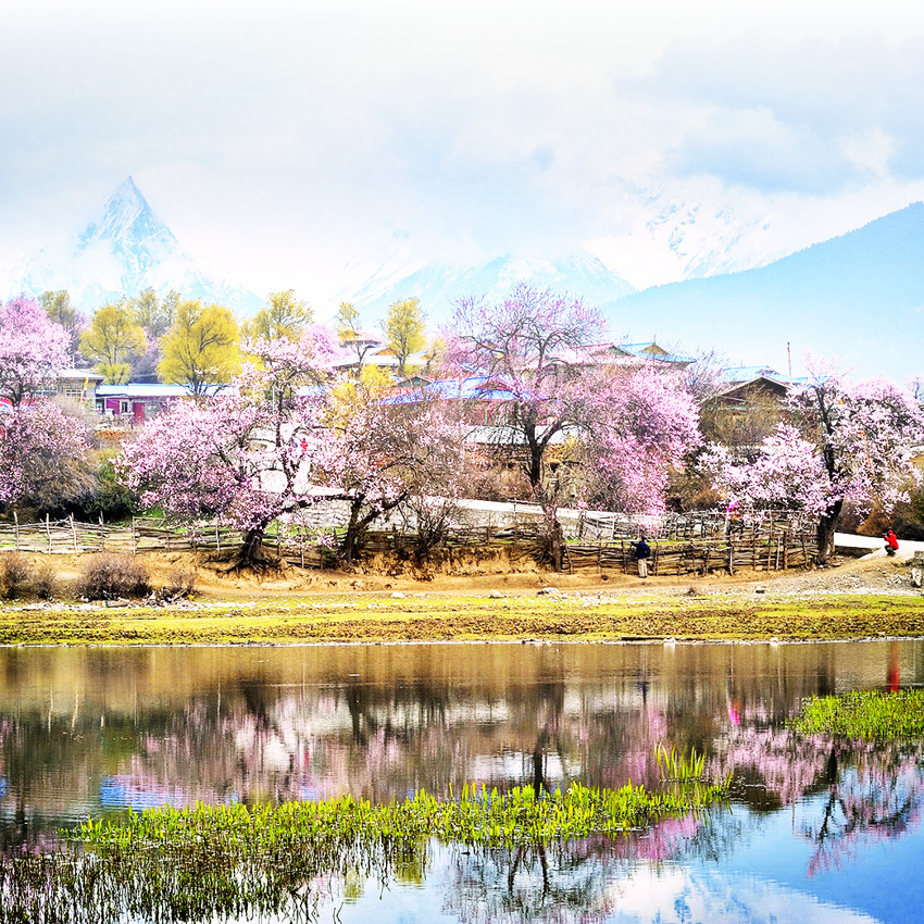 2020春式西藏 花開林芝 林芝一年一度桃花節 拉薩 林芝桃花節 天然美景鐵路部列車11天