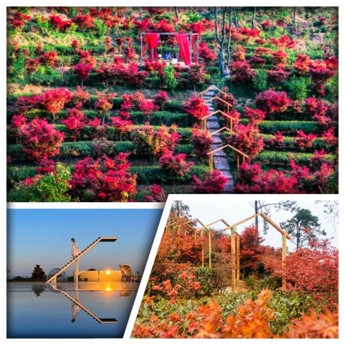 秋日楓景 邂逅紅色童話世界 新豐嶺南紅葉世界 賞萬株楓樹 網紅天空之境 純玩2天